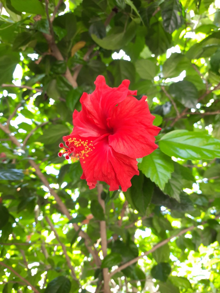 roja