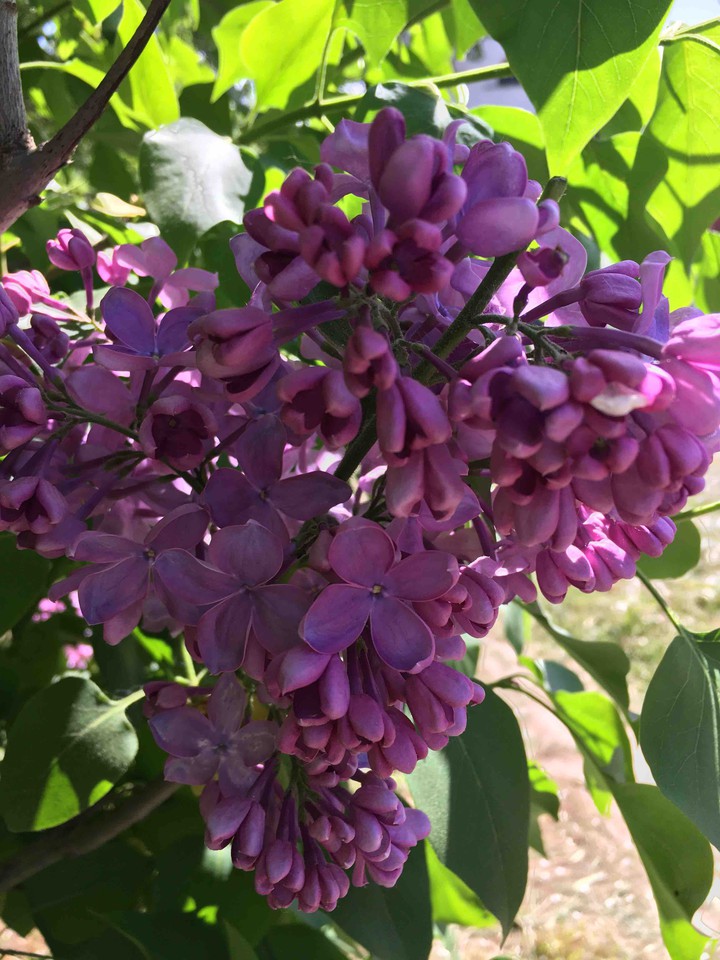 lilac