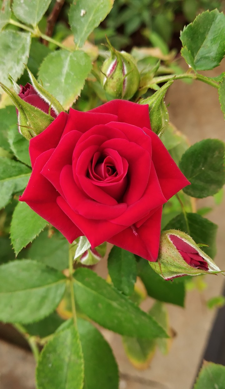 #loveable rose