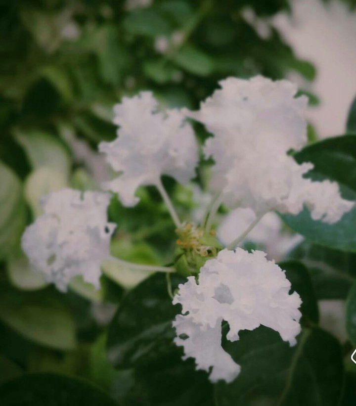 #flowers #white #neighbour #garden