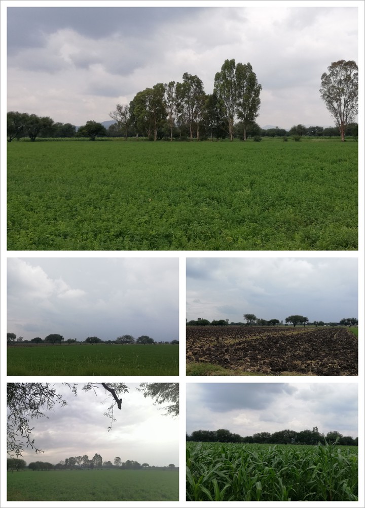 Campo