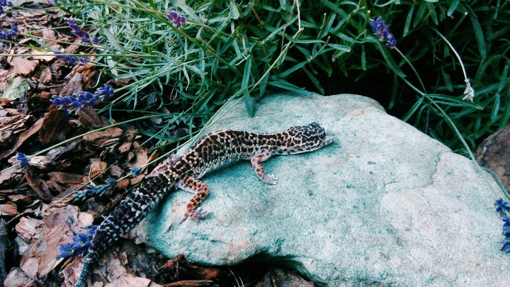 Lizzard