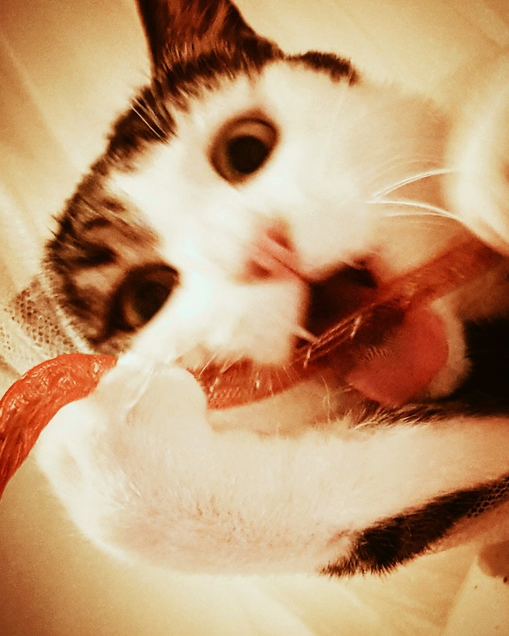 Cat Attack