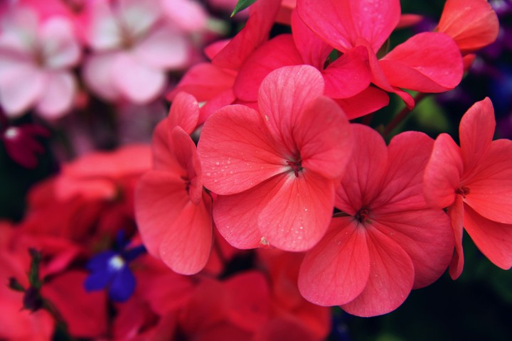 red flower