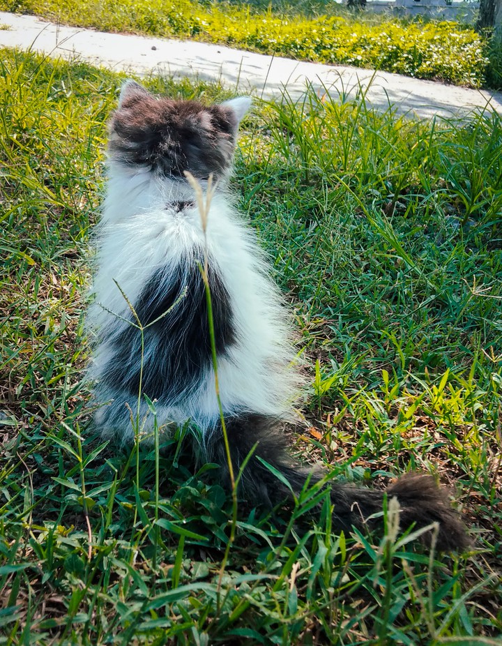 cat