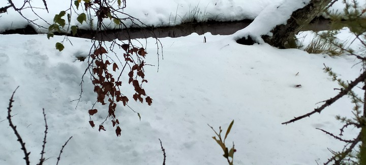 the silence in the snow