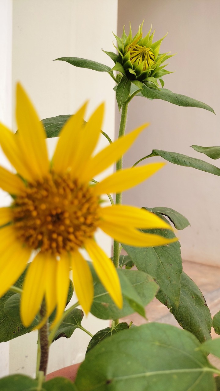 Sunflower