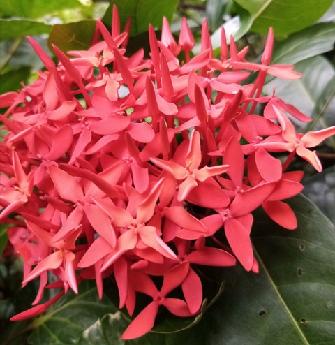 beautiful flowers