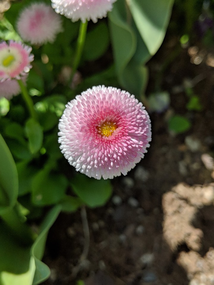 happy flowers