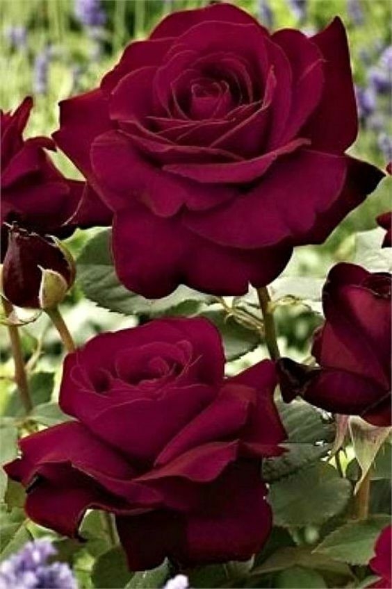 roses
