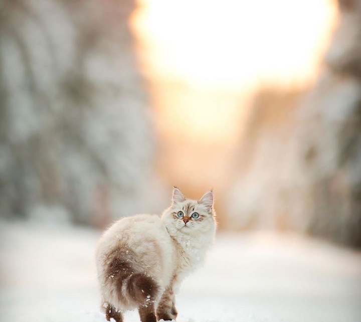 whinter kitten