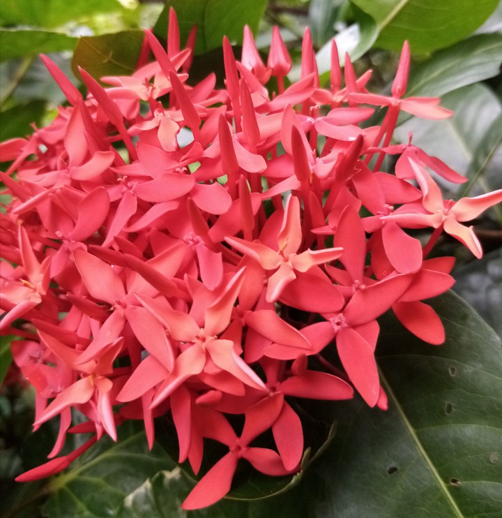 beautiful flowers