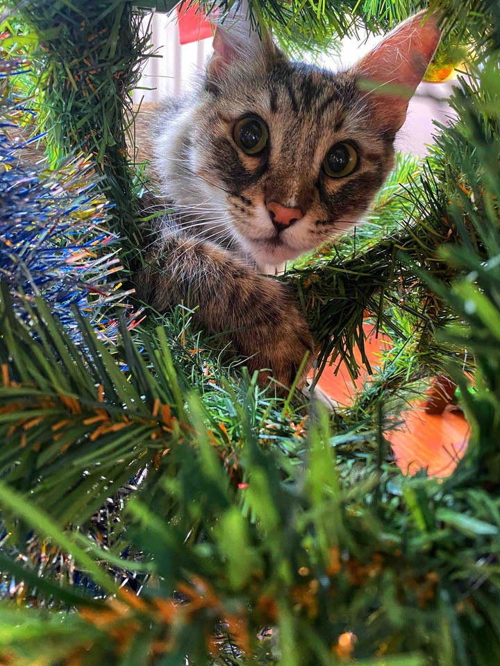cat Christmas