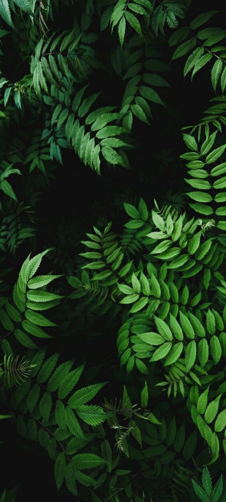 leaves samsung