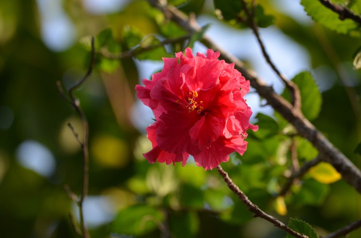 Flower