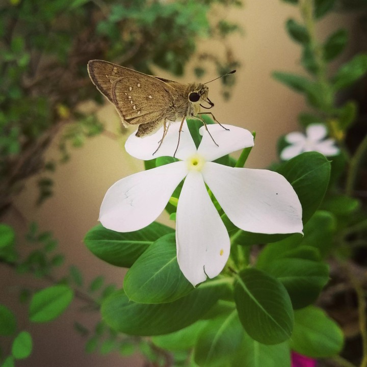 Beauty