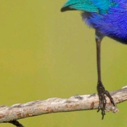 4x Fairy wren