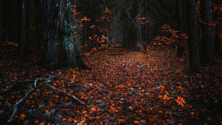 forest with flowers