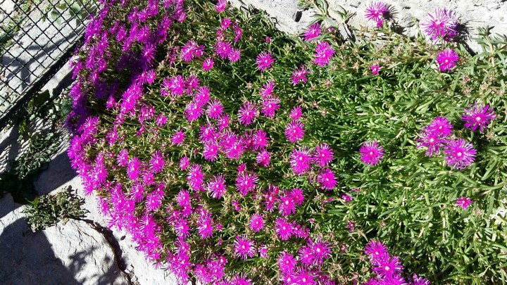 Nice flowers