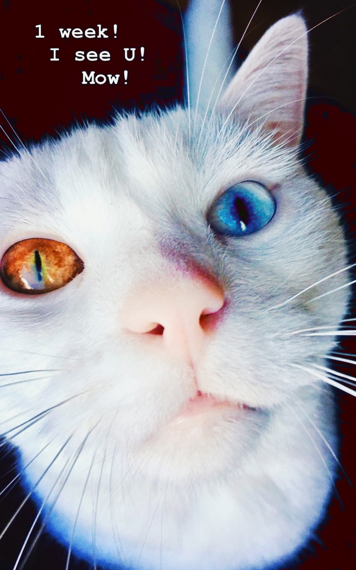 cat