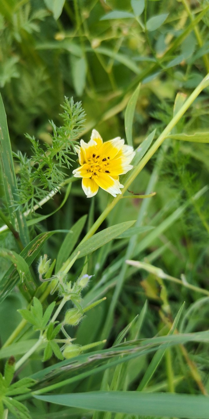 gelbe Blume