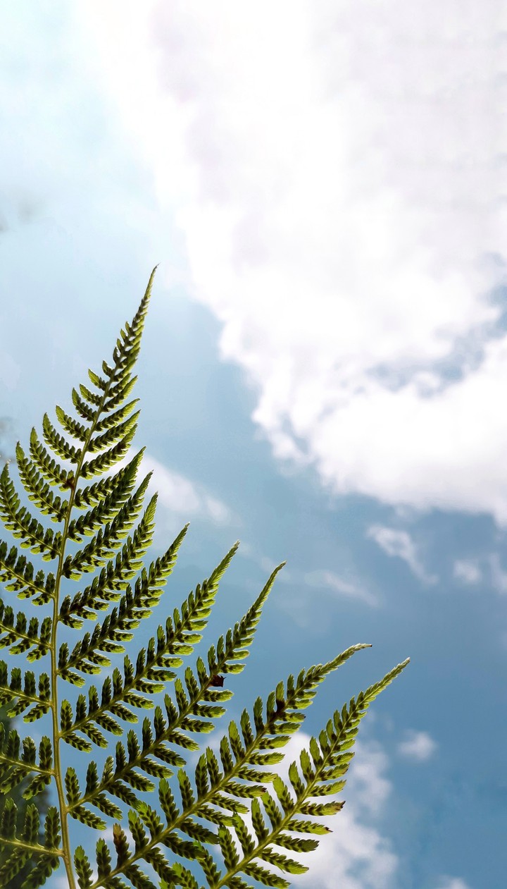 Fern