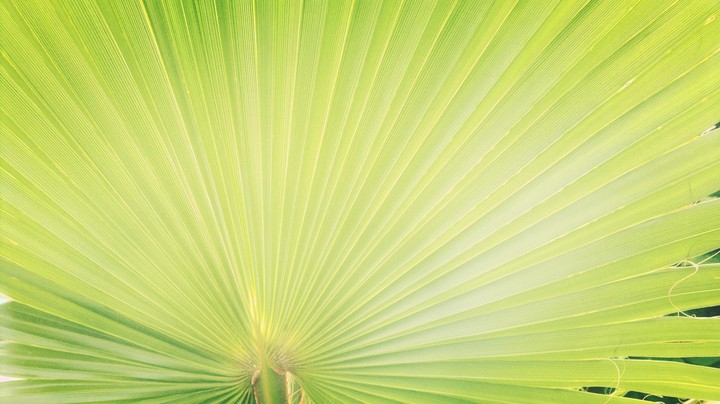 пальма natural wallpapers