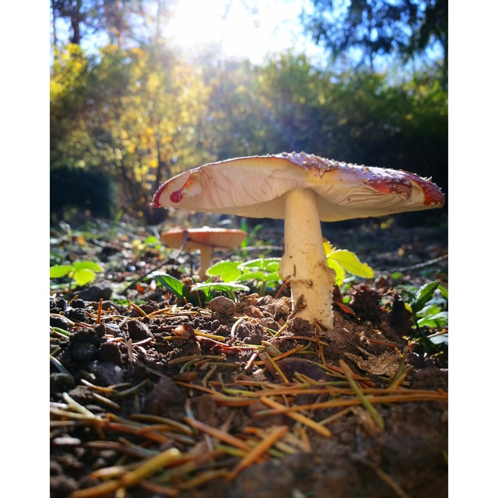 nature photo