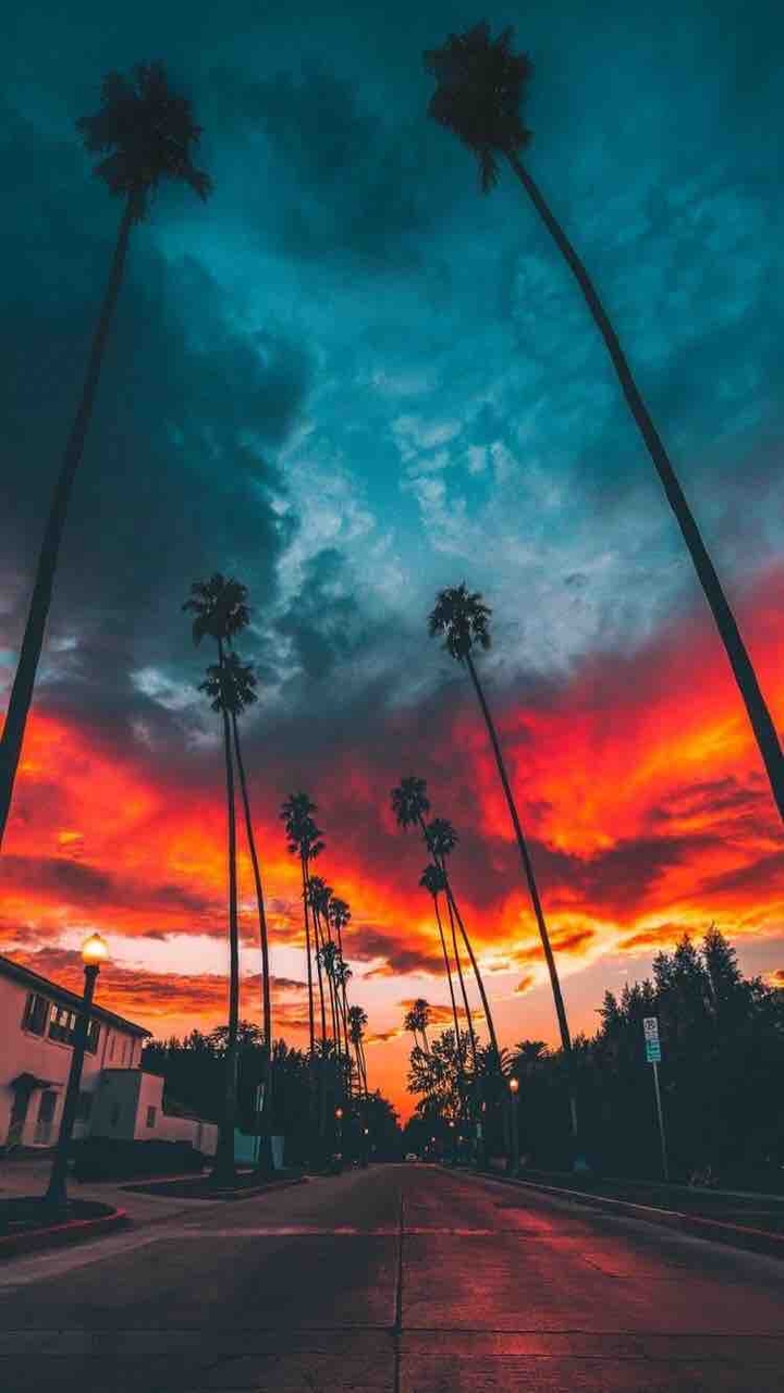 pretty palm tree sunset