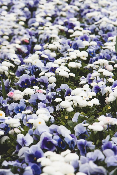 ταπετσαρίες flower, wildflower
