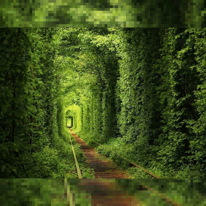 Floresta