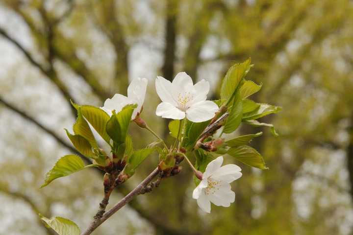 Cherry blossom