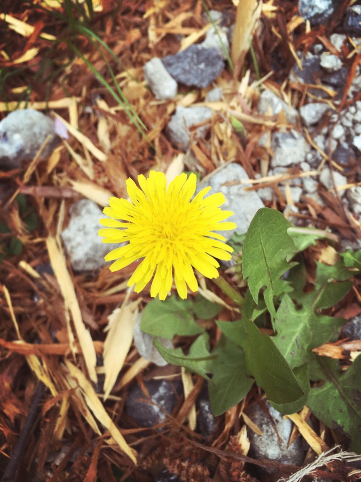 Dandelion