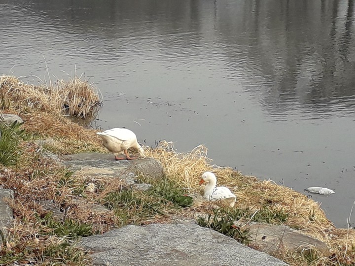 ducks