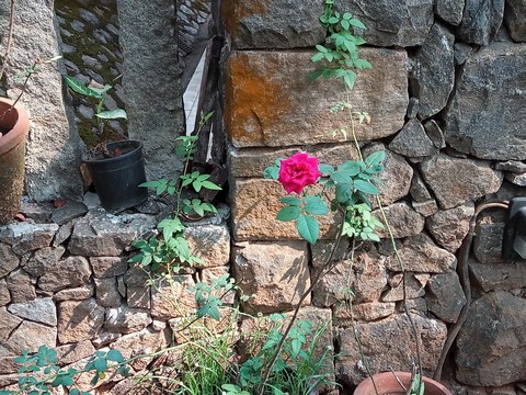 Rose