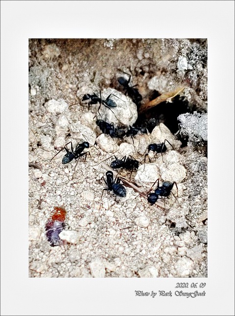 tapety organism, ant