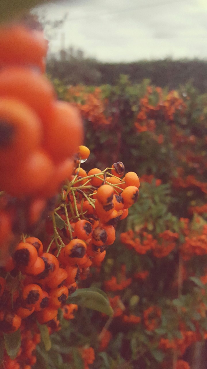 autumn