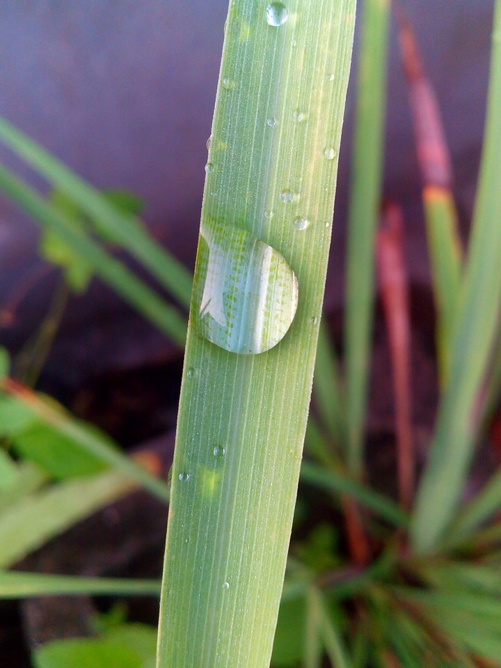 drops