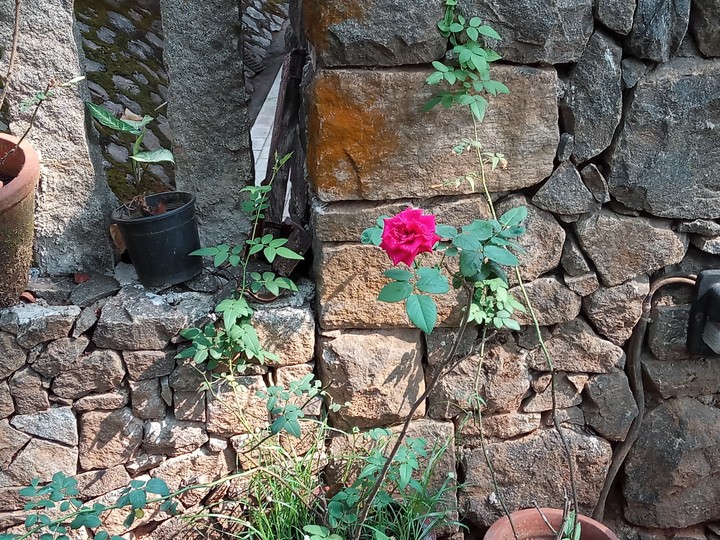 Rose