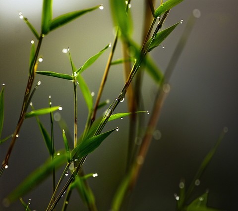 water drops