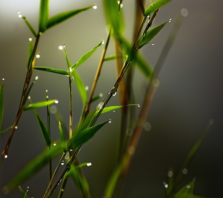 water drops