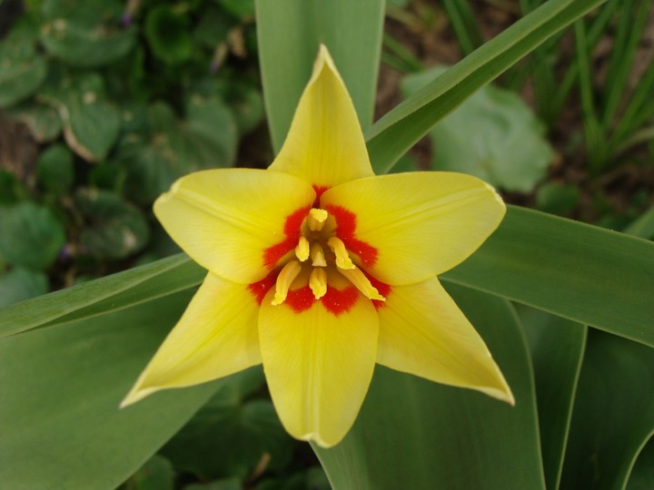 Tulip