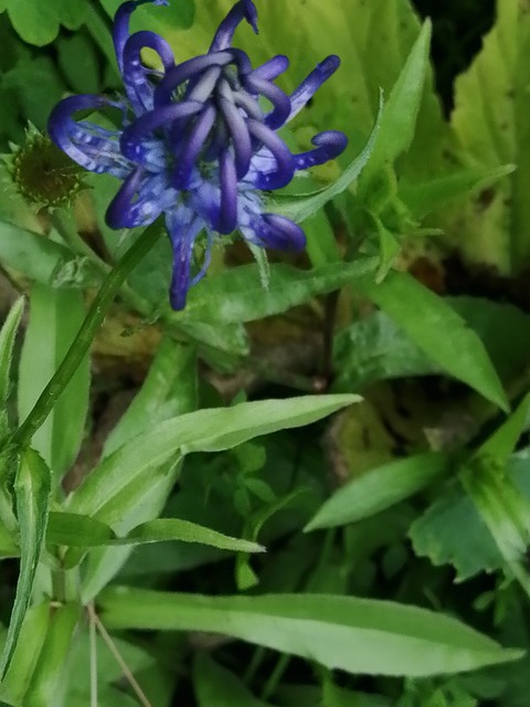 fiore di bosco
