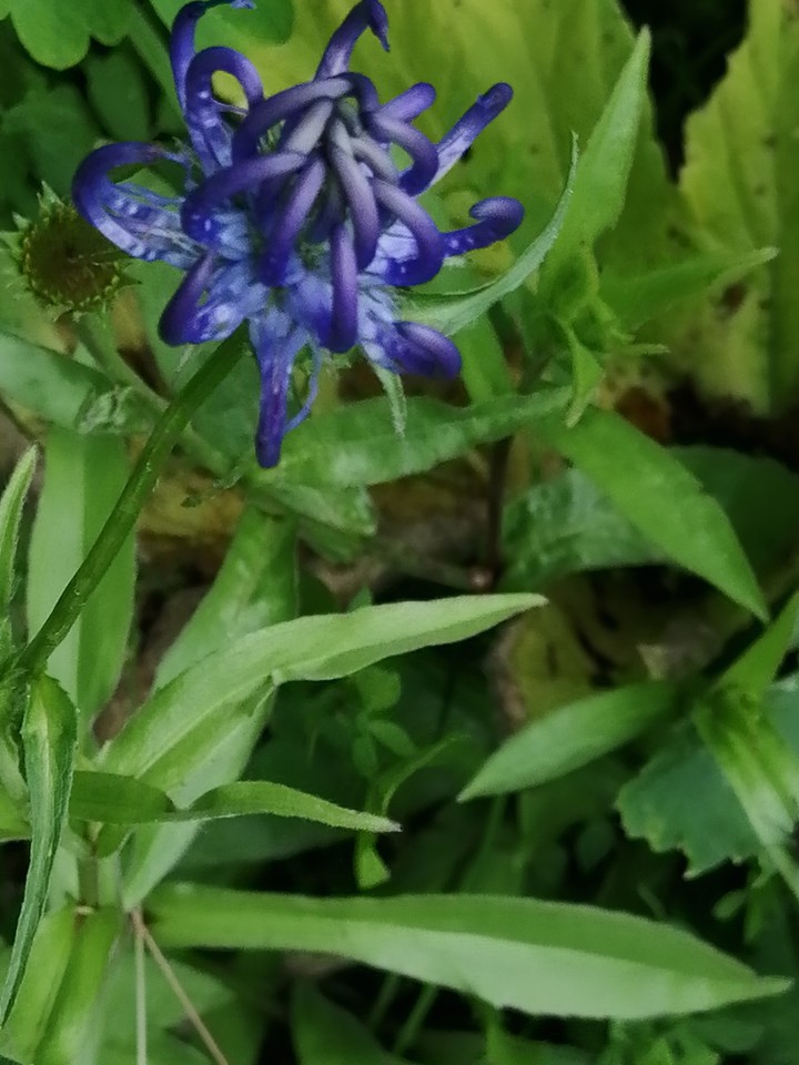 fiore di bosco
