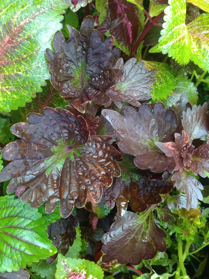 coleus