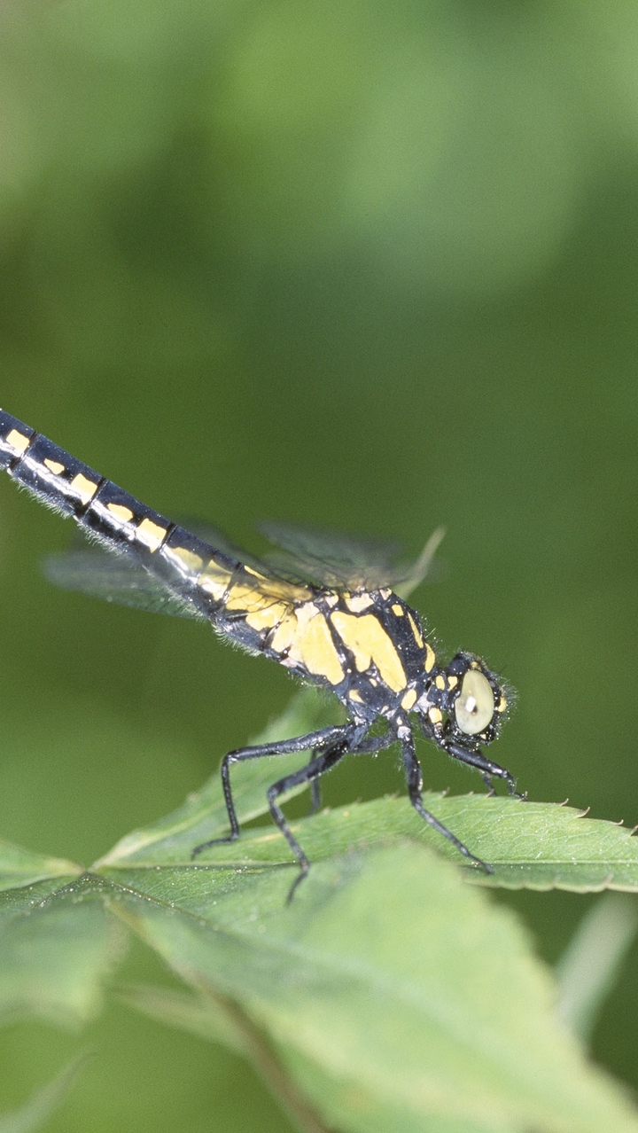 Firefly