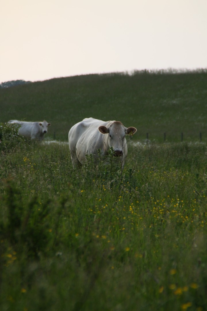 White cow
