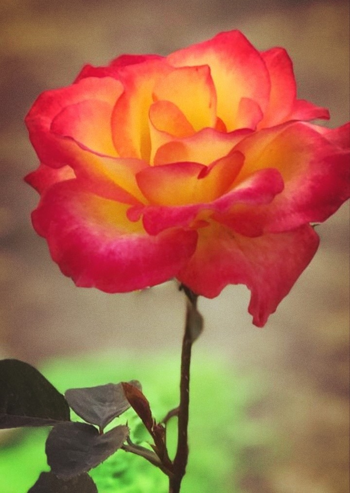 rose