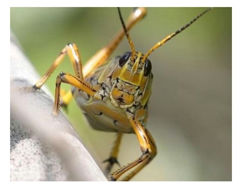 Cockroaches.