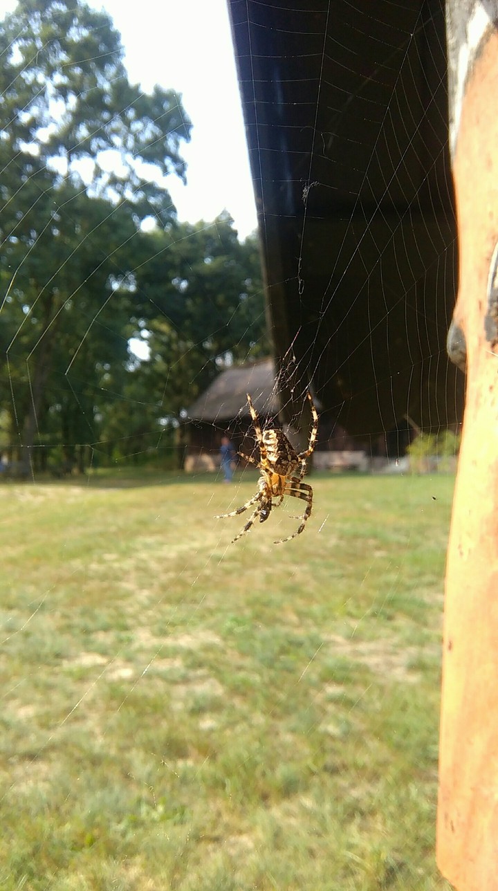 spider